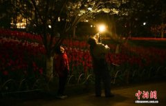 杭州春日“赏花热”：民众夜间错峰打卡西湖郁金香展